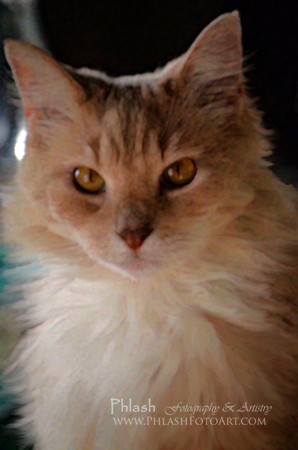 Basil