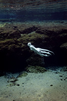 Creature Proof-4