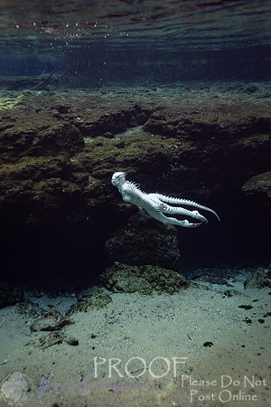 Creature Proof-4