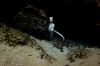 Creature Proof-9