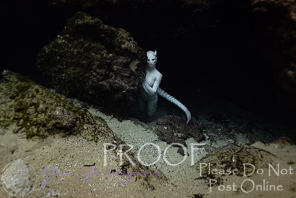 Creature Proof-9