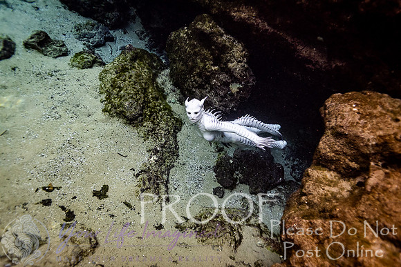 Creature Proof-15