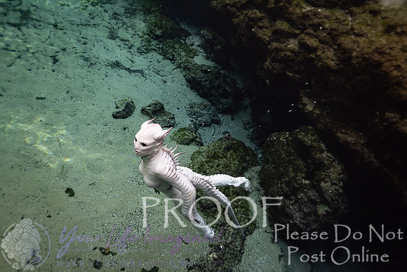 Creature Proof-18