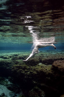 Creature Proof-20