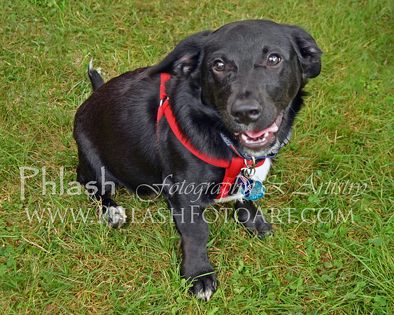 Bruschi 1