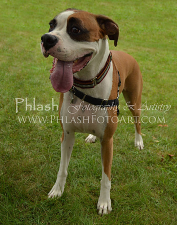 Bailey