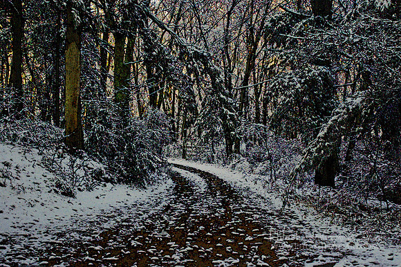 Winter Wood
