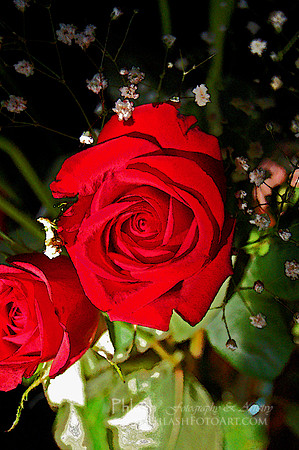 Full Rose