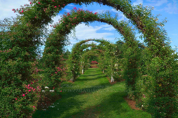 Historic Bloomers