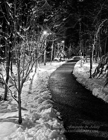 Snowy Walk