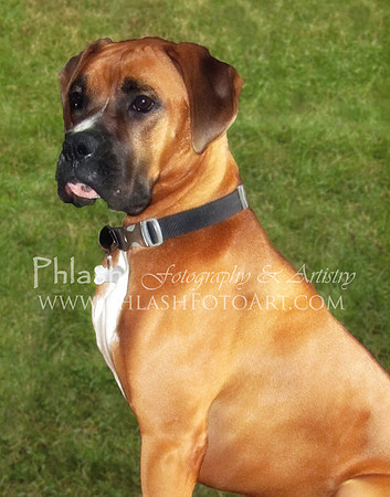 Sawyer Portrait Photo